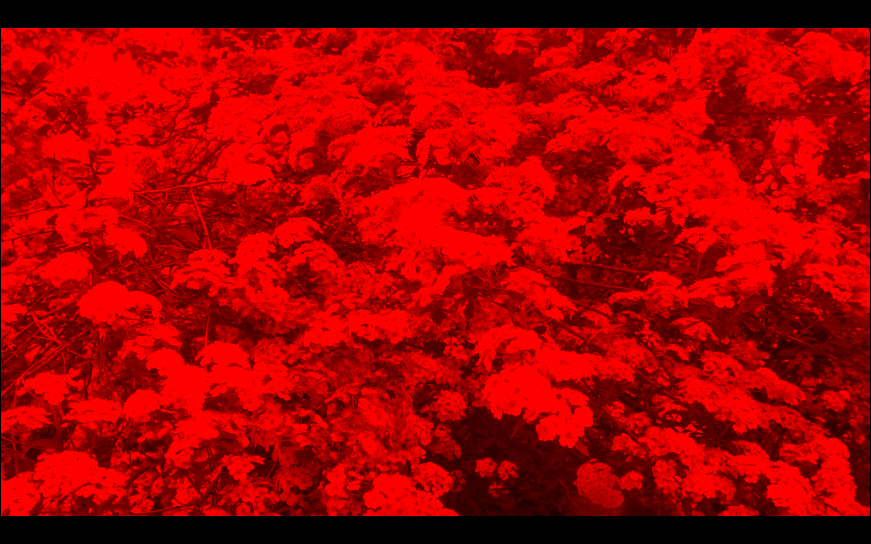Centered image